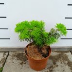 Normandská jedľa (Abies Nordmanniana) - výška 15-25 cm, kont. C3L